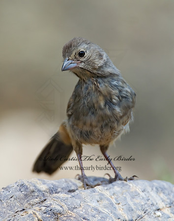 Melozone fusca  CANYON TOWHEE 7008138z