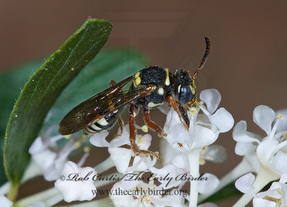 Nomada vegana grp  CUCKOO BEE 7010207z