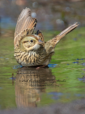 Melospiza lincolnii  LINCOLN'S SPARROW 9005616z