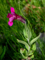 Erythranthe lewisii LEWIS MONKEYFLOWER 3024169z