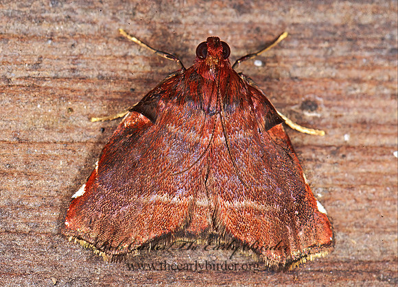 Ammalo megapyrrha ARCTIINI TIGER MOTH 193815z