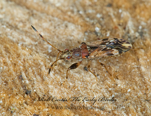 Neopamera albocincta 6009560z