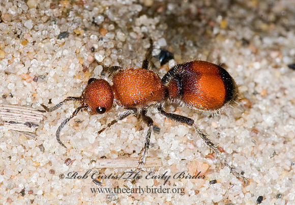 Dasymutilla nigripes 7015267z