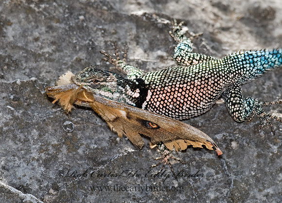 Sceloporus jarrovi  YARROW'S SPINY LIZARD 6026757z