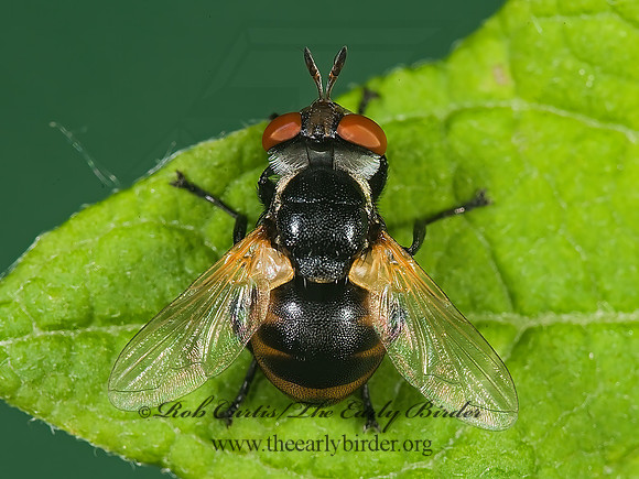 Gymnosoma  PHASIINAE TACHINID FLY 8005148 z