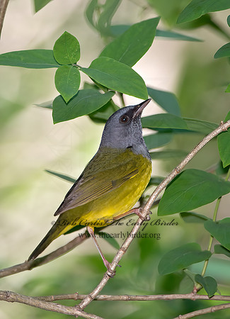 Geothlypis philadelphia  MOURNING WARBLER 9030999z