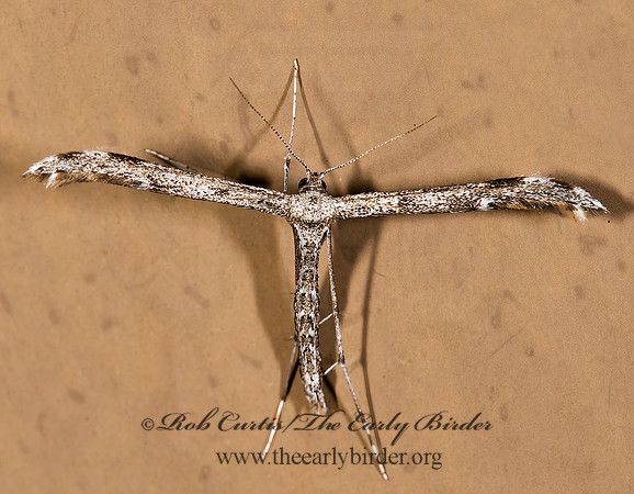 Hellinsia inquinatus~ PLUME MOTH~ 8008337