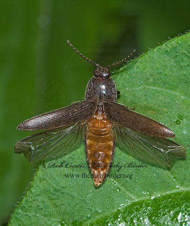 Melanotus 6007436z