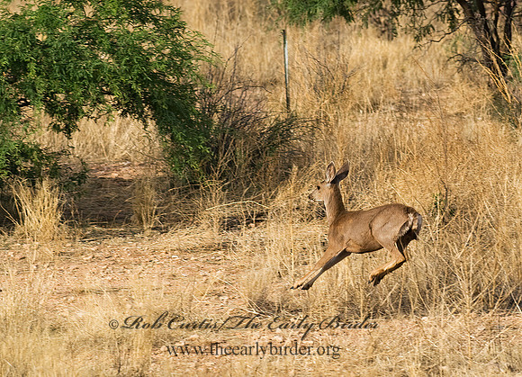 Odocoileus hemionus eremicus  DESERT MULE DEER 6026518z