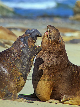 Mirounga angustirostris  NORTHERN ELEPHANT SEAL 111123z