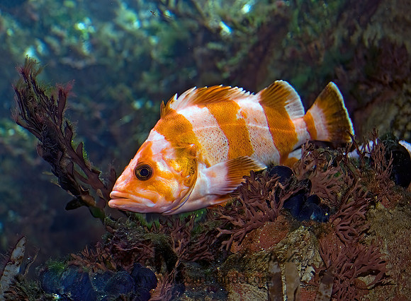Sebastes rubriventris  FLAG ROCKFISH 8016008z