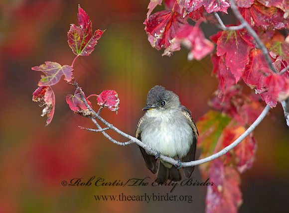Contopus virens  EASTERN WOOD PEWEE 9005964z