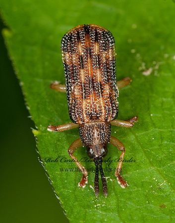 Sumitrosis inaequalis  HISPINE LEAF BEETLE 3015280z