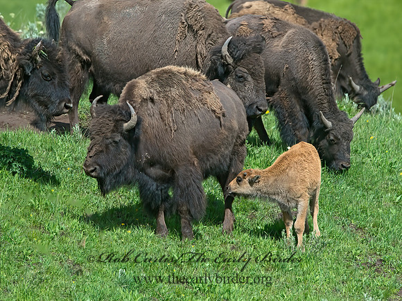 Bison bison  AMERICAN BISON 9061021z