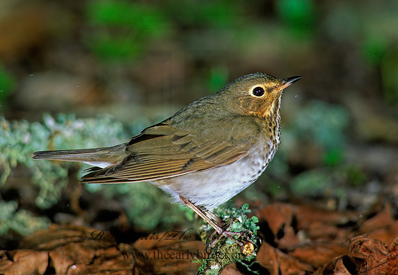Catharus ustulatus  SWAINSON'S THRUSH 188614z