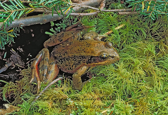 Rana aurora  NORTHERN RED-LEGGED FROG150534 z