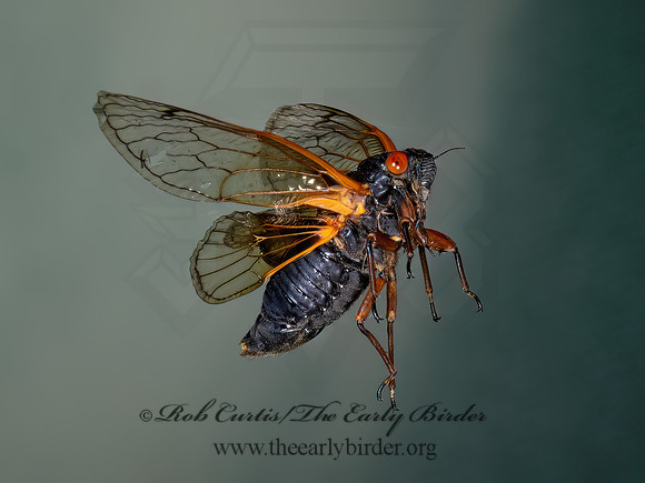 Magicicada cassinii CASSINI'S 17-YEAR CICADA 9089149z