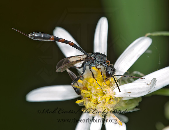 Gasteruption assectator  GASTERUPTIID WASP 8035012z