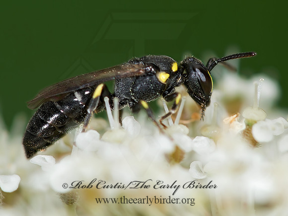 Hylaeus (Prosopis) modestus 9003262z