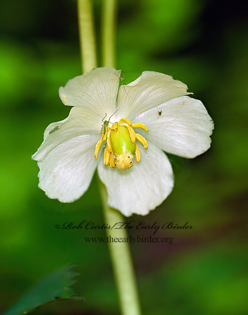 Podophyllum peltatum  MAYAPPLE 7016600z