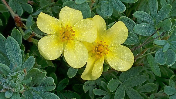 Dasiphora fruticosa  SHRUBBY CINQUEFOIL 2000117z