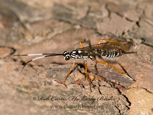 Agonocryptus discoidaloides  CRYPTINI ICHNEUMON 9024559z