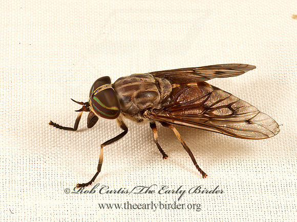 Tabanus sulcifrons  HORSE FLY 9048229z