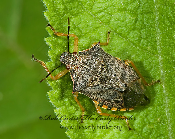 Podisus maculiventris 5009936z
