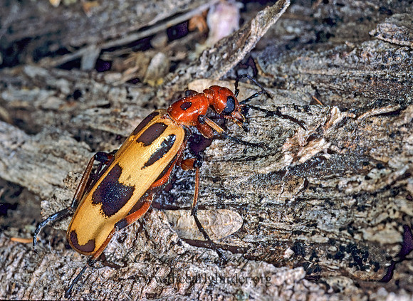 Pyrota concinna 71938z