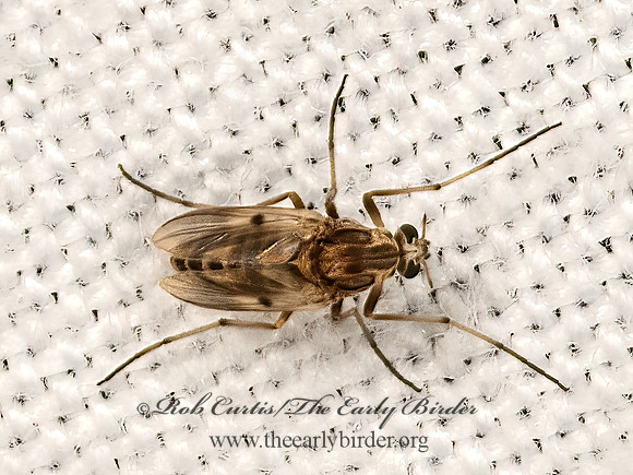 Procladius,Holotanypus  TANYPODINI MIDGE 3041759z