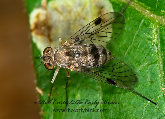 Chrysopilus modestus  SNIPE FLY 6009064z
