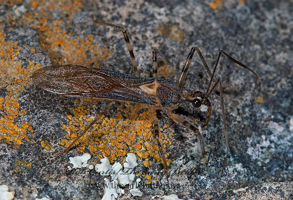 Castolus ferox 6025937z