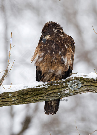 Haliaeetus leucocephalus  BALD EAGLE 8009890z