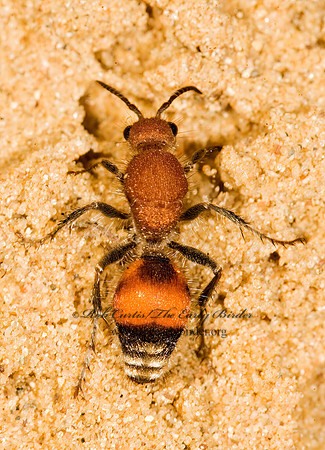 Dasymutilla bioculata or lepeletierii 8016807z