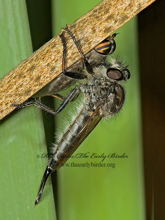 Efferia aestuans  ASILINAE ROBBER FLY 5012848z