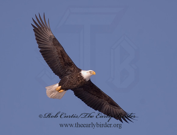 Haliaeetus leucocephalus  BALD EAGLE 6020750z