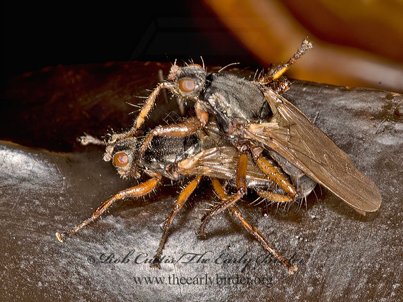 Coelopa frigida  KELP FLY 9032414z