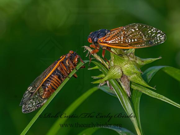 Magicicada septemdecim 17-YEAR CICADA 3043632z