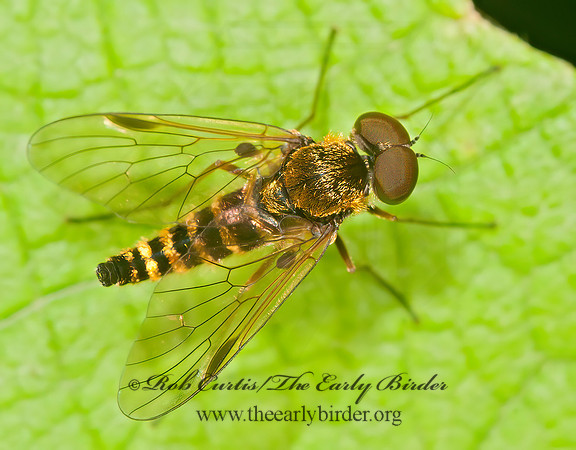 Chrysopilus fasciatus  SNIPE FLY 3013314z