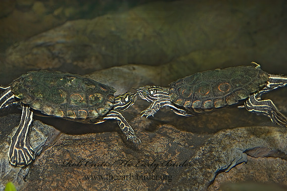Graptemys oculifera   RINGED SAWBACK TURTLE 8016026z