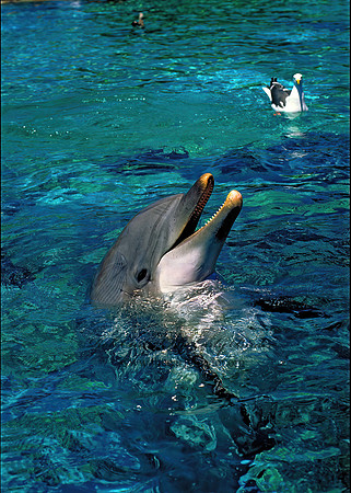 Tursiops truncatus  ATLANTIC BOTTLENOSE DOLPHIN 125308 z