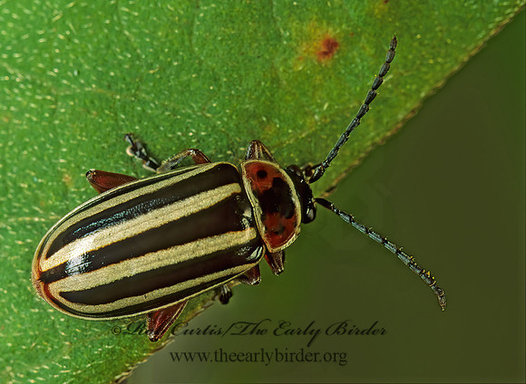 Disonycha pensylvanica 116225z