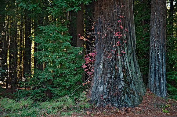 Avenue of the Giants 8020000z
