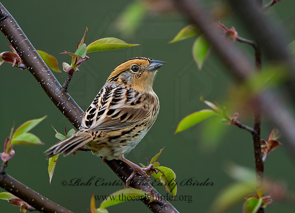 Ammospiza leconteii  LE CONTE'S SPARROW 9028964z