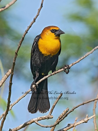 Xanthocephalus xanthocephalus  YELLOW-HEADED BLACKBIRD 3030694z