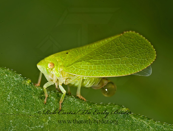 Acanalonia conica 8007011z