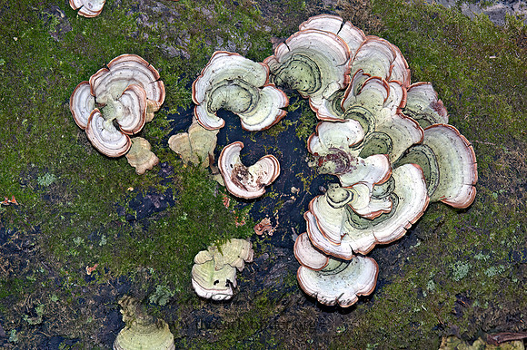 Stereum ostrea  FALSE TURKEYTAIL 5003028z