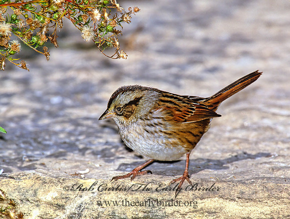 Melospiza georgiana  SWAMP SPARROW 1278027z