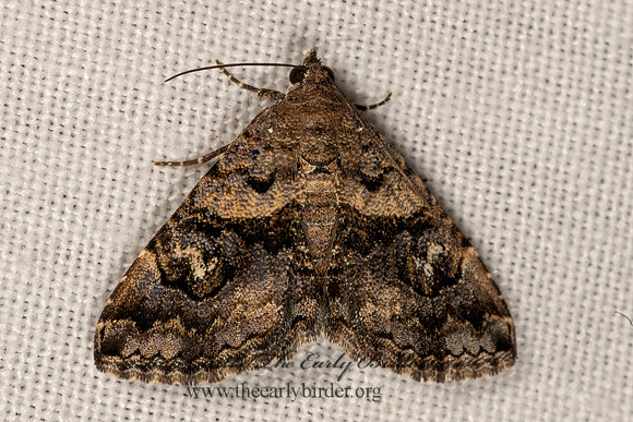 Toxonprucha scitior  OMOPTERINI EREBID MOTH 3031943z