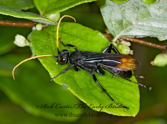 Entypus unifasciatus 6013268z